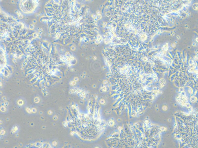 CCK-81 Cell Complete Medium - 11