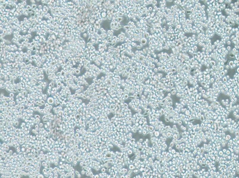 Lu-65 Cell Complete MediumLu-65 Cell Complete Medium - 2