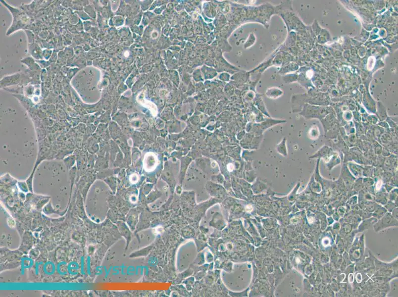 UPCI-SCC-090 Cell Complete Medium - 6
