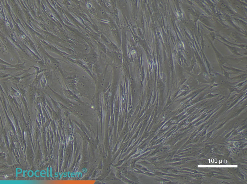 Human Periodontal Ligament Stem Cell Complete Medium - 1