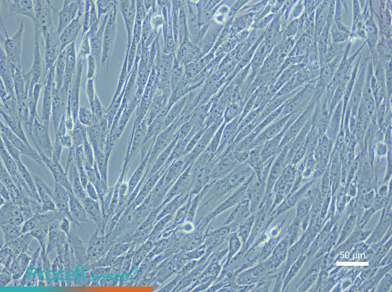 Porcine Adipose-Derived Mesenchymal Stem Cell Complete Medium - 4