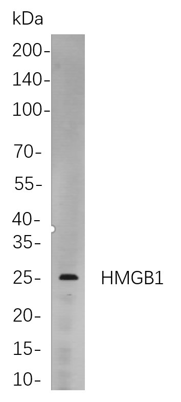 Recombinant HMGB1 Monoclonal Antibody-searchlist-1