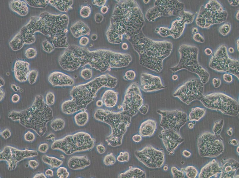 NCI-H1781 Cell Complete Medium - 3