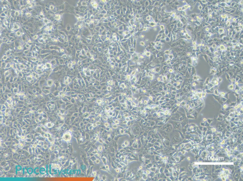 HL-1 Cell Complete MediumHL-1 Cell Complete Medium - 1