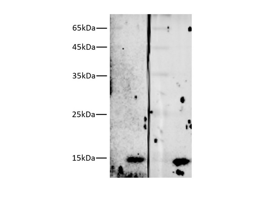 Western blotting of 10ng Streptavidin (16kDa) with anti-Streptavidin mouse monoclonal antibody at dilution of lane 1: 1:5000, lane 2: 1:10000.