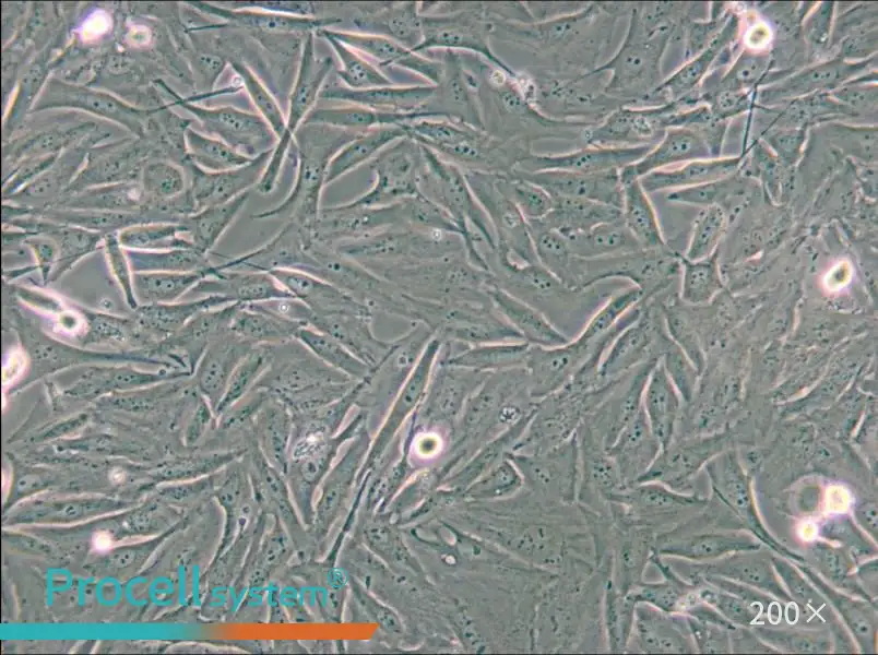 A2058 Cell Complete Medium - small - 4