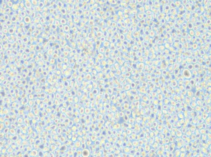 AMO1 Cell Complete Medium - small - 5