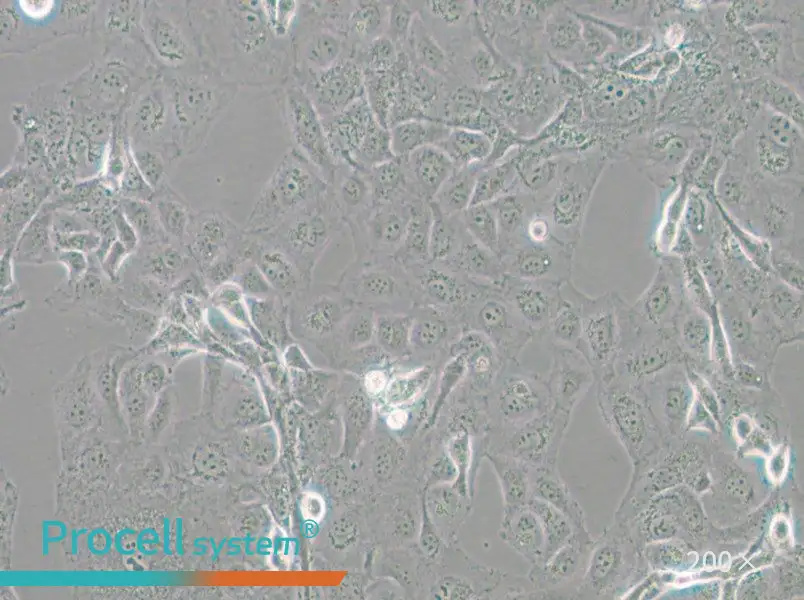 GLAG-66 Cell Complete Medium - 5