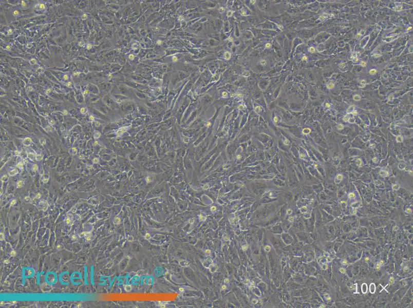 VMRC-RCZ Cell Complete MediumVMRC-RCZ Cell Complete Medium - 3