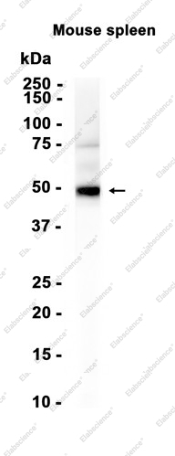 Recombinant MAT1A/2A Monoclonal Antibody - 1