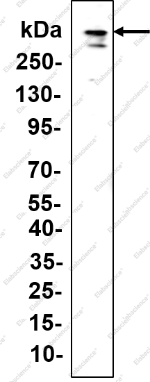 Recombinant ATR Monoclonal Antibody - 1