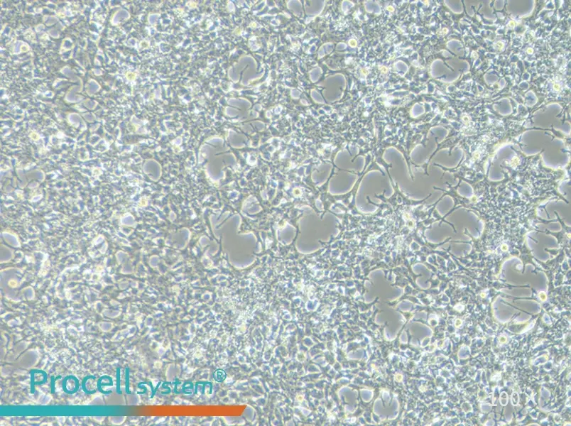 AAV-293 Cell Complete MediumAAV-293 Cell Complete Medium - 2