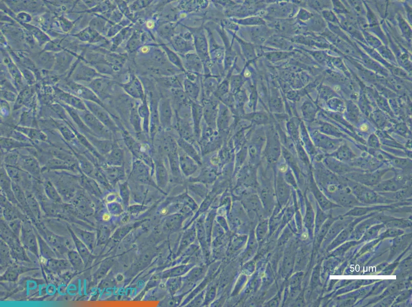 Human Bone Marrow Mesenchymal Stem Cell Complete Medium - small - 7