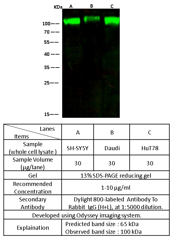 Recombinant CD166/ALCAM Monoclonal Antibody-searchlist-1