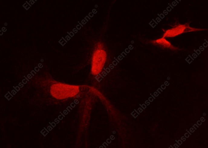 PFDN2 Monoclonal Antibody - 1