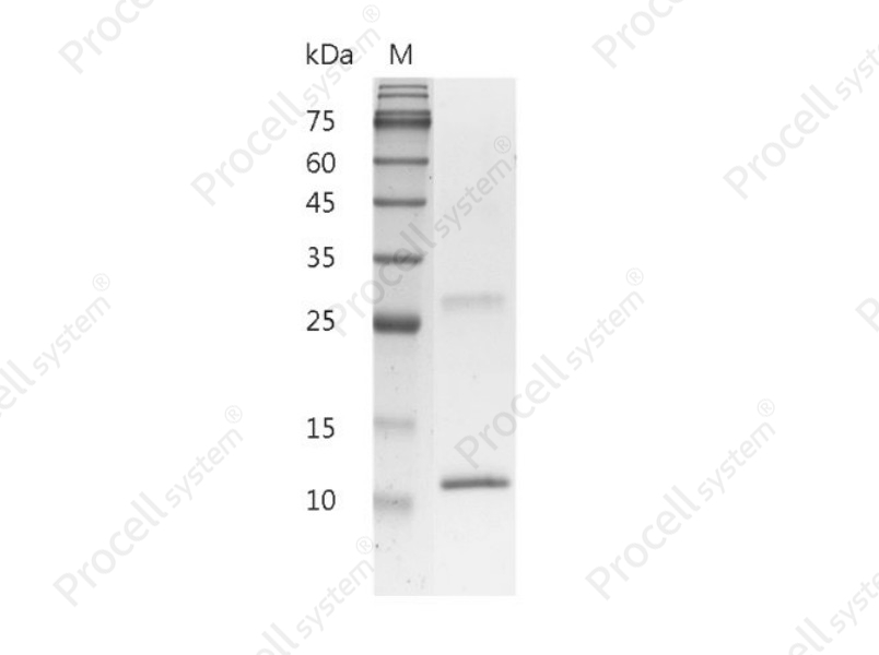 IL-4/BSF-1, Mouse, Recombinant