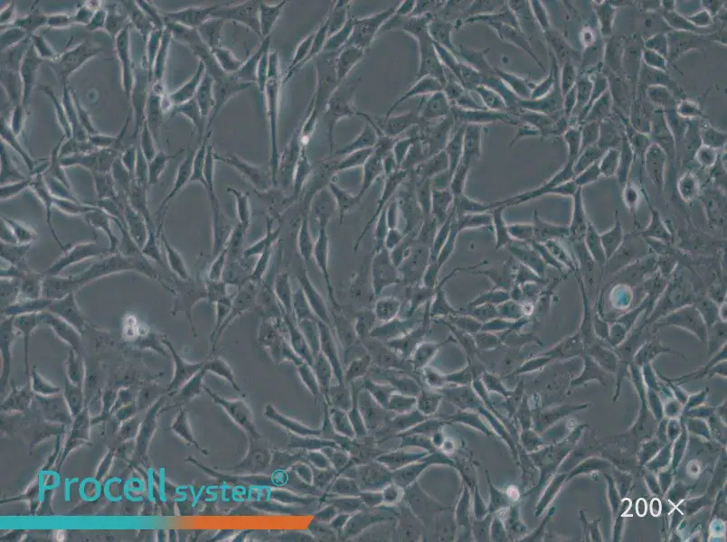 B104 Cell Complete Medium - small - 4