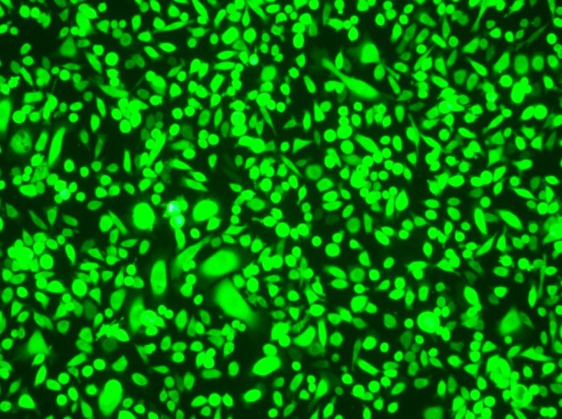 AGS-GFP Cell Complete MediumAGS-GFP Cell Complete Medium - 2