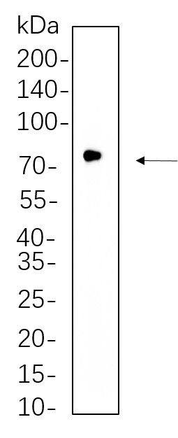 Recombinant GCLC Monoclonal Antibody-searchlist-1
