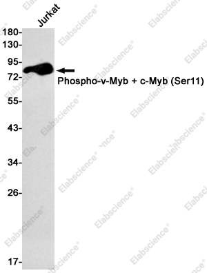 Recombinant Phospho-c Myb (Ser11) Monoclonal Antibody - 1