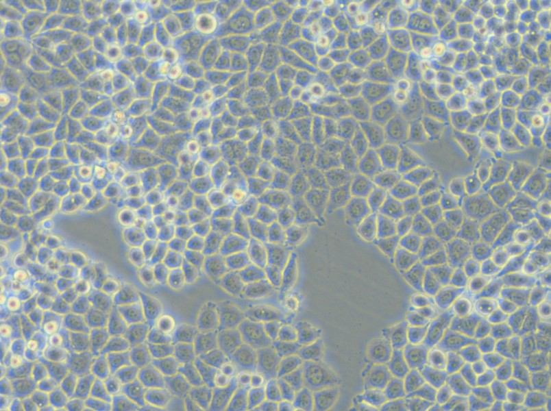 PC-9-DDP Cell Complete Medium - small - 5