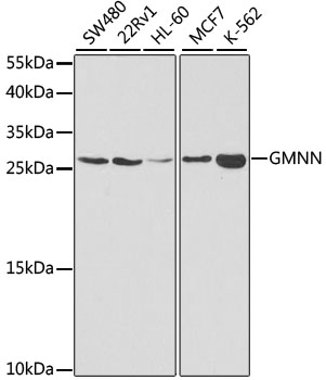 Western blot analysis of extracts of various cell lines using GMNN Polyclonal Antibody at dilution of 1:1000.