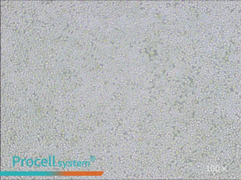 AE-1 Cell Complete MediumAE-1 Cell Complete Medium - 2