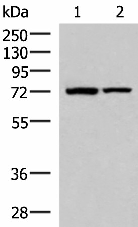 Western blot analysis of Mouse heart tissue and Mouse skeletal muscle tissue lysates  using JPH1 Polyclonal Antibody at dilution of 1:800