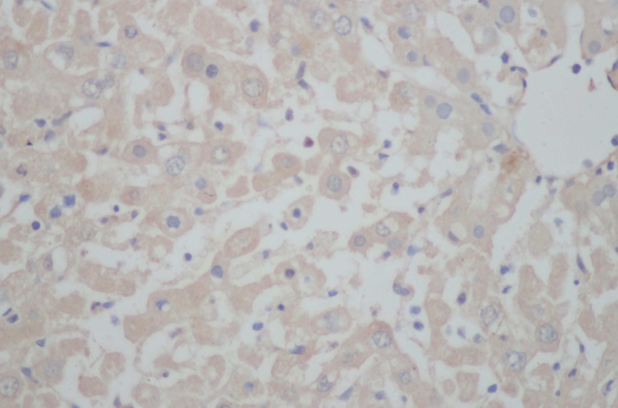 Immunohistochemistry of paraffin-embedded Mouse liver using BGLAP Polyclonal Antibody at dilution of 1:50.