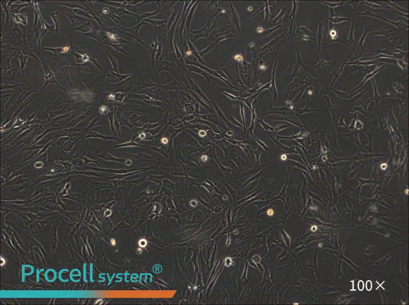 HS-27A Cell Complete MediumHS-27A Cell Complete Medium - 3