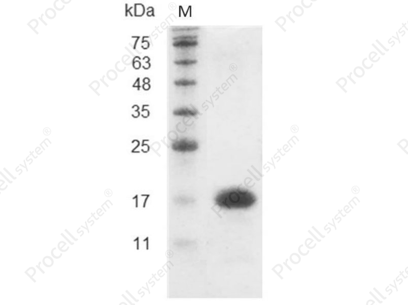 IL-16/LCF, Mouse, Recombinant