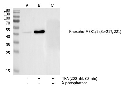 Recombinant Phospho-MEK1/2 (Ser217, 2210) Monoclonal Antibody-searchlist-1