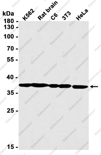 Recombinant PPP1CB Monoclonal Antibody - 1