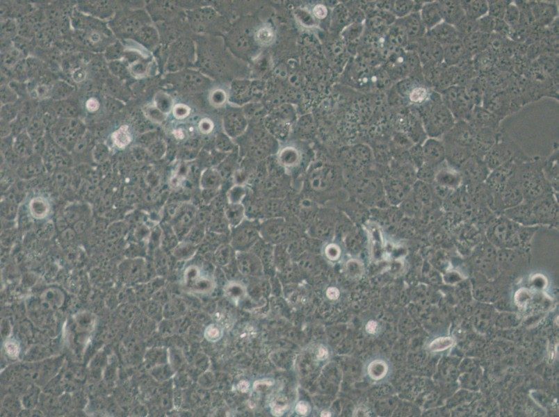 JHH-7 Cell Complete Medium - small - 6