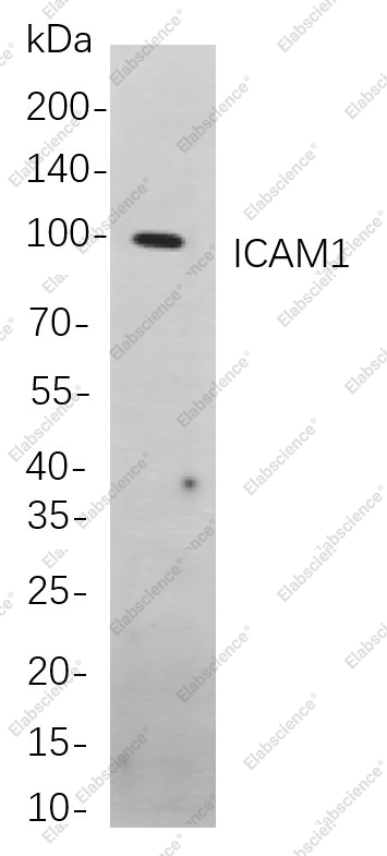 Recombinant ICAM1 Monoclonal Antibody - 1