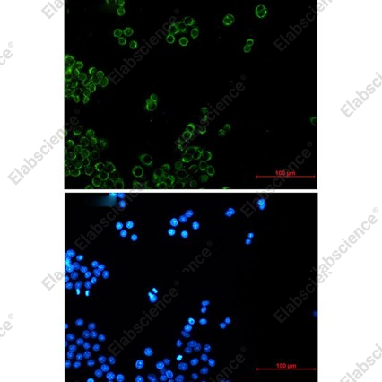 Recombinant NDUFB4 Monoclonal Antibody - 3