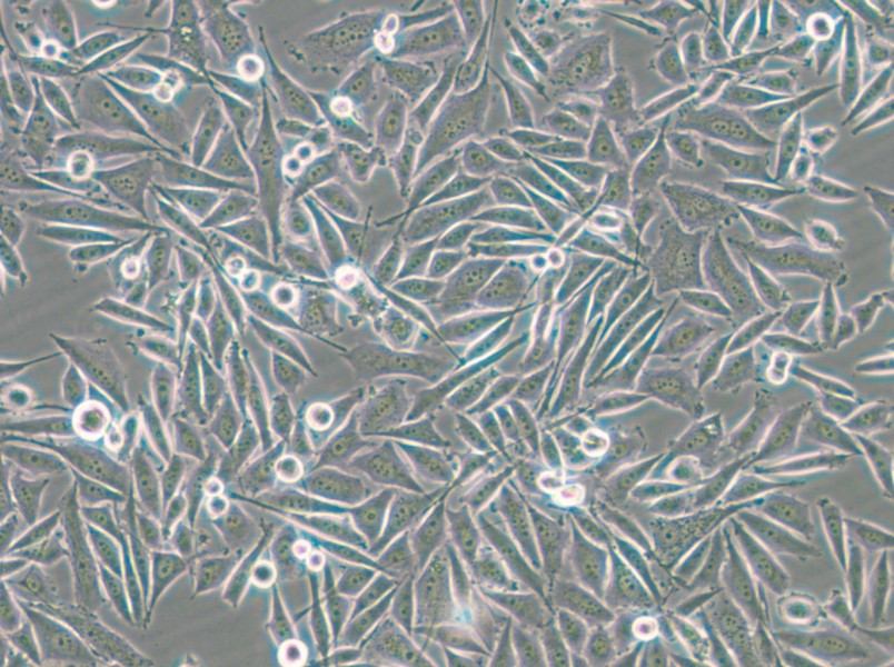 PC-3-GFP Cell Complete Medium - small - 9