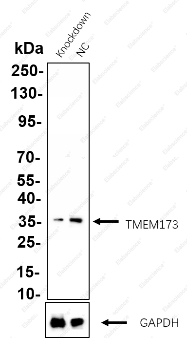 Recombinant STING Monoclonal Antibody - 3