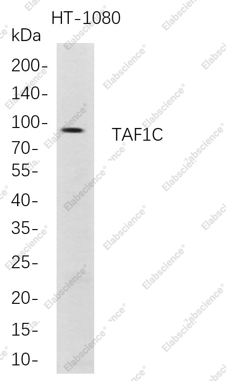 Recombinant TAF1C Monoclonal Antibody - 1