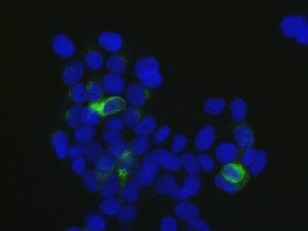 Elab Fluor® Violet 540 Rat IgG2a, κ Isotype Control[2A3]-产品推荐-1