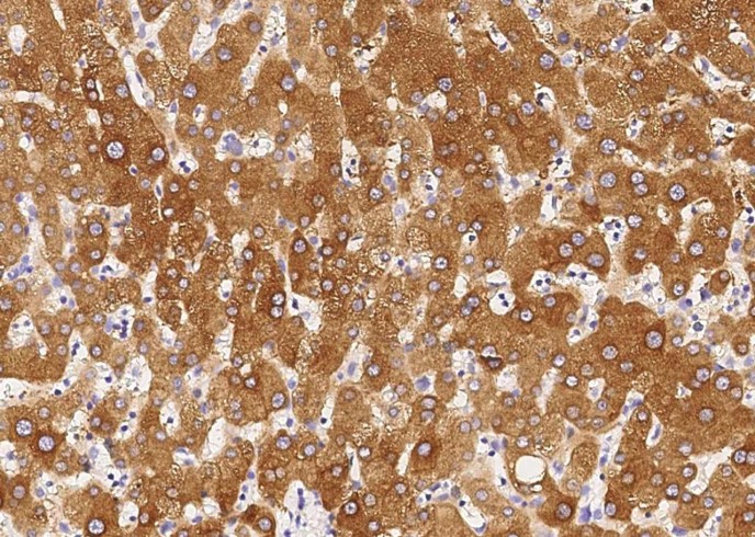 Recombinant chordin Monoclonal Antibody-searchlist-1