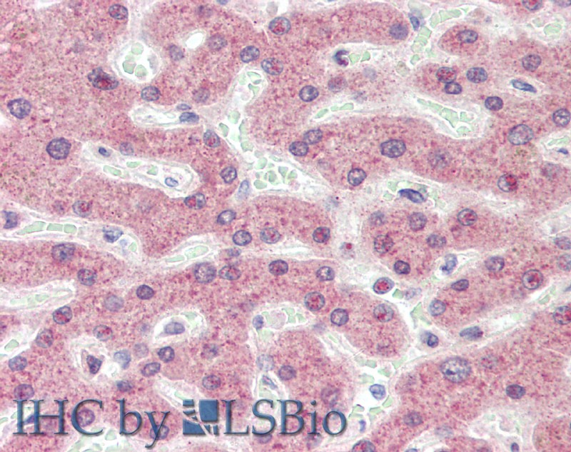 Immunohistochemistry of paraffin-embedded Liver tissue using APOL1 Polyclonal Antibody at dilution of 1:100(Elabscience Product Detected by Lifespan).