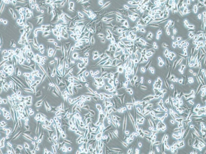 NCI-H1993 Cell Complete MediumNCI-H1993 Cell Complete Medium - 3