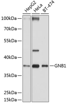 Western blot analysis of extracts of various cell lines using GNB1 Polyclonal Antibody at dilution of 1:1000.