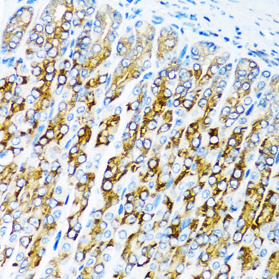 Immunohistochemistry of paraffin-embedded Mouse stomach using ACVR1C Polyclonal Antibody at dilution of 1:100 (40x lens).