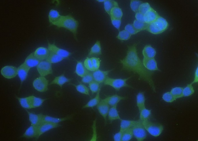 14-3-3 beta/YWHAB Monoclonal Antibody - small - 2