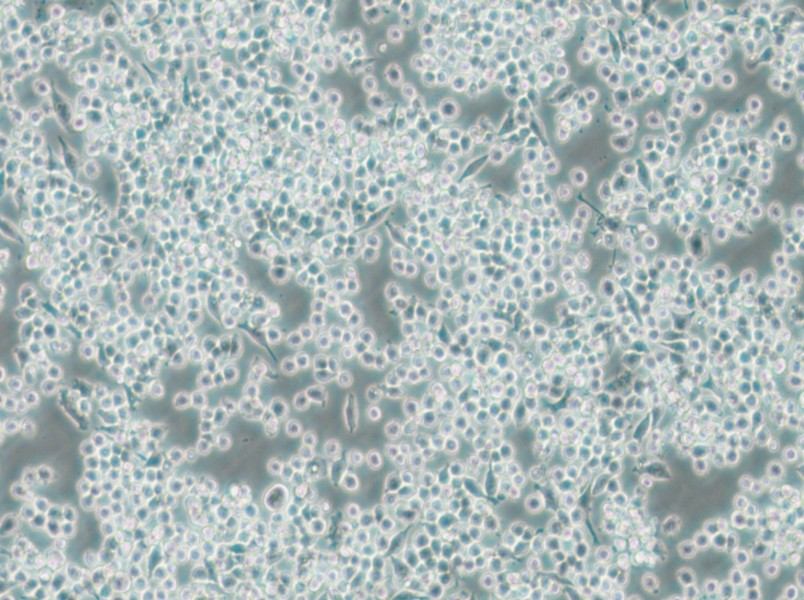 DC2.4 Cell Complete Medium - small - 5