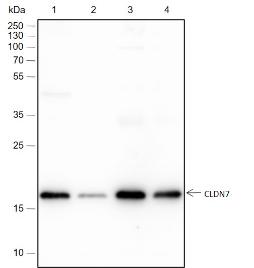 Recombinant Claudin-7 Monoclonal Antibody-searchlist-1