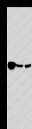 LZTFL1 Polyclonal Antibody - 1