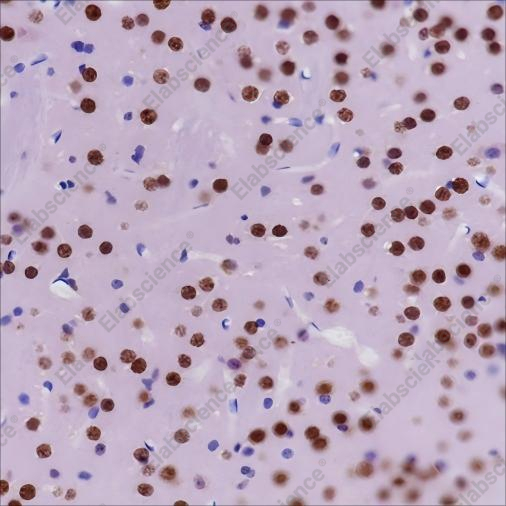 Recombinant PTBP2 Monoclonal Antibody - 3